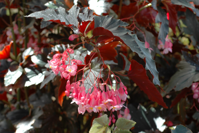 B. ‘Sharrad Star’